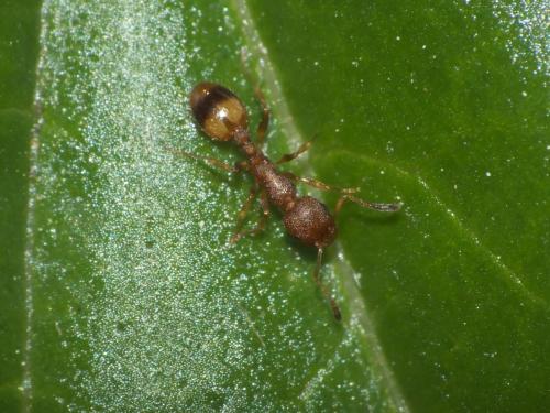 Réf. 229 185 : Temnothorax unifasciatus